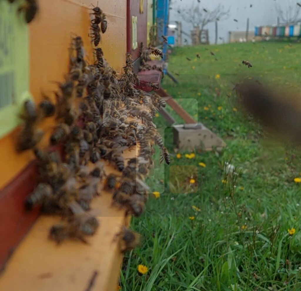 Lalović:Pčele se prilagođavaju vremenskim prilikama,zahlađenje nije nanelo štetu