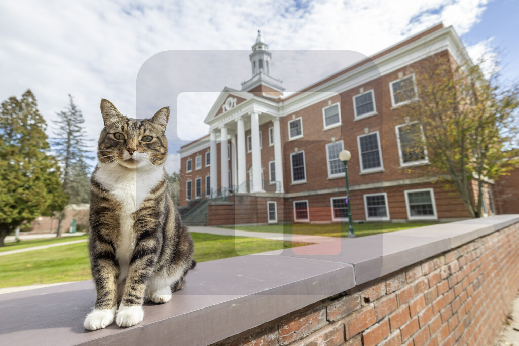 Univerzitet u Vermontu dodelio titulu "počasnog doktora" mačku Maksu