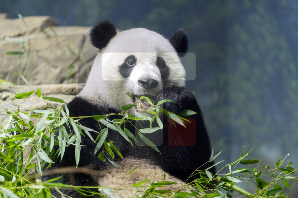Kina će poslati SAD krajem godine par mladih džinovskih pandi