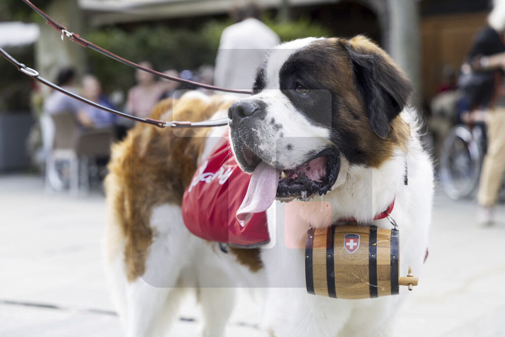 Preko sto bernardinaca učestvuje na takmičenju pasa u Švajcarskoj