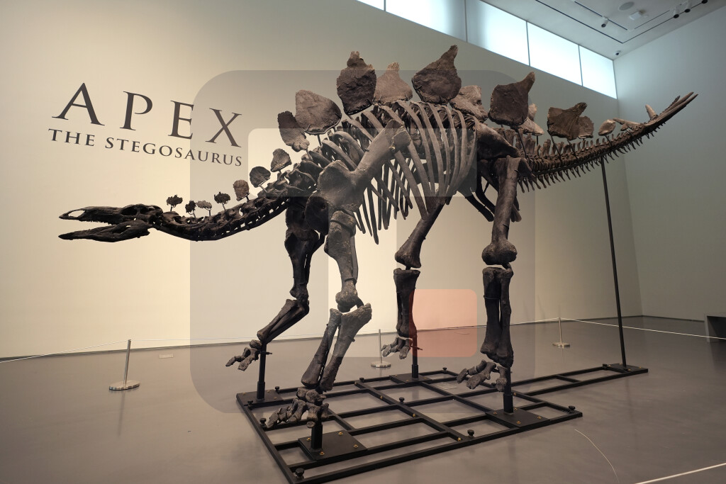 Dinosaurus ponovo na prodaji - Sotbi od fosila očekuje šest miliona dolara