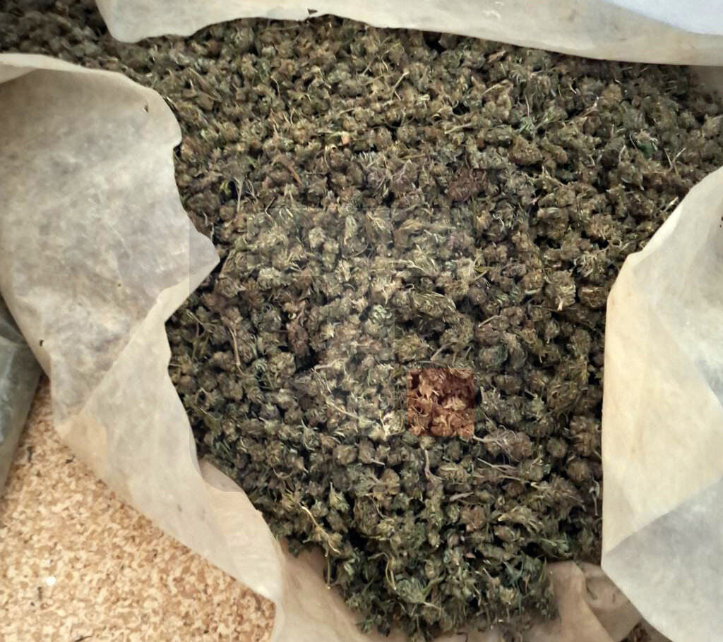 Dačić: Zaplenjeno 350 kilograma marihuane u mestu Gornja Badanja