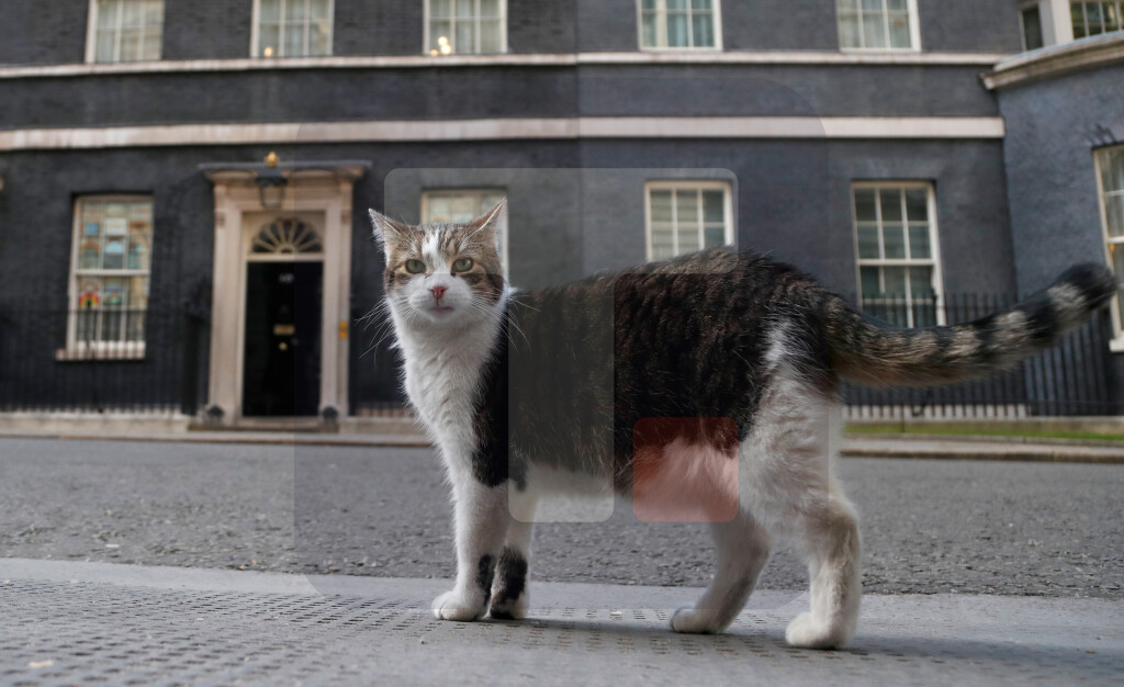Mačak Lari slavi 15. rođendan u rezidenciji britanskog premijera u Dauning stritu