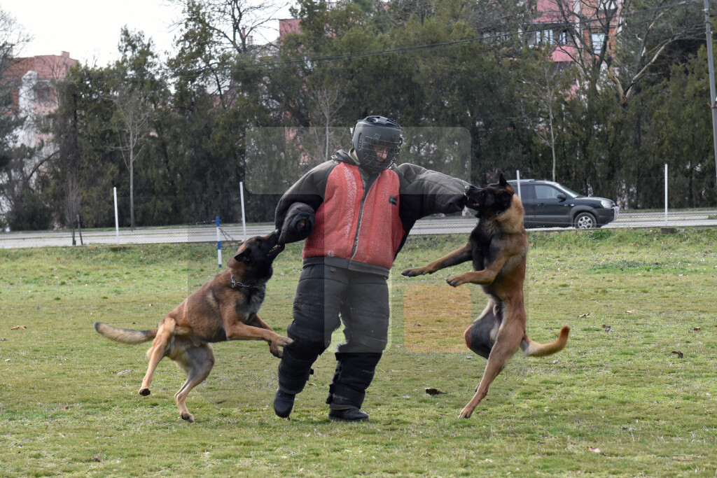 U Nišu u toku obuka pasa za službu u jedinicama Vojske Srbije