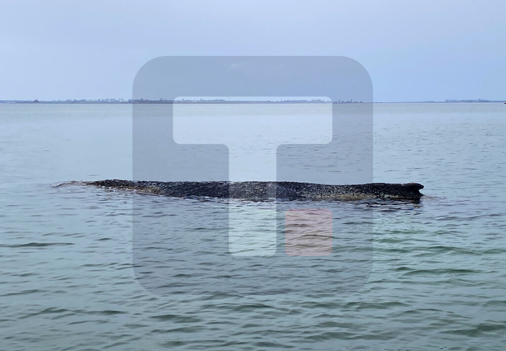 Grbavi kit nasukao se na sprud u Baltičkom moru kod lučkog grada Vismara