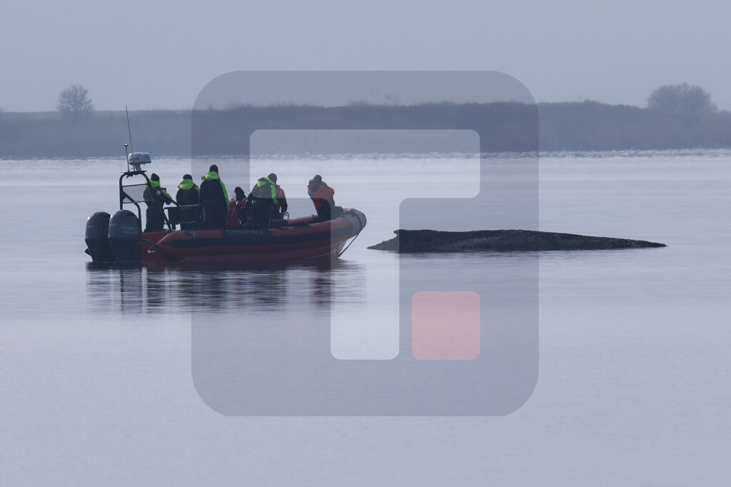 Pokušaji spasavanja grbavog kita, nasukanog kod Vismara, se prekidaju
