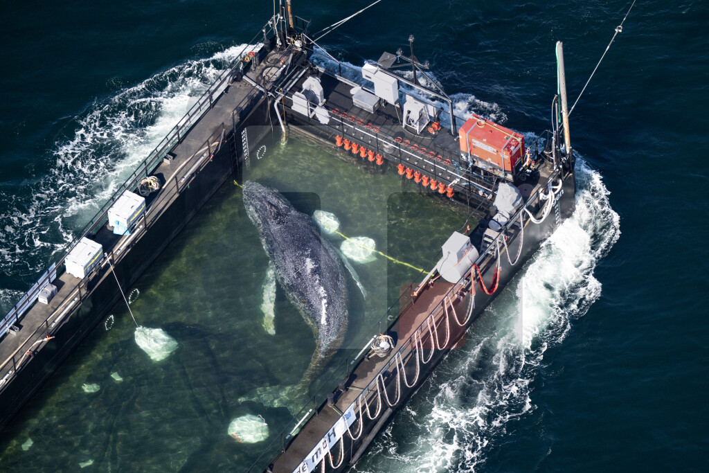 Kit Timi prebačen kroz Baltičko more u složenoj spasilačkoj operaciji