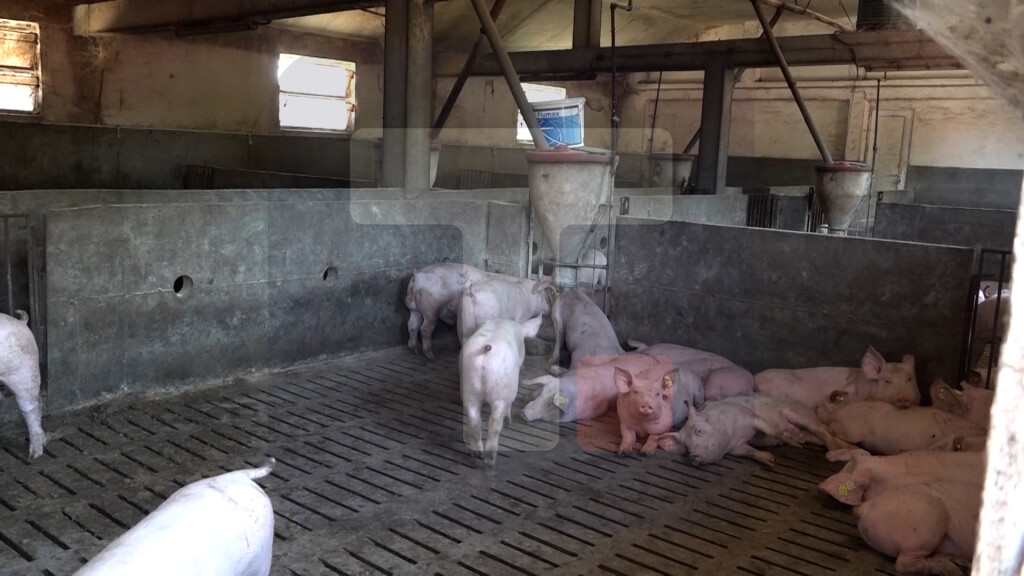 U Mačvanskom okrugu potvrđen slučaj trihineloze kod domaćih svinja