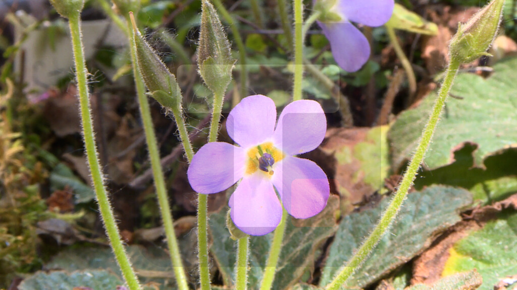 Procvetala ramonda