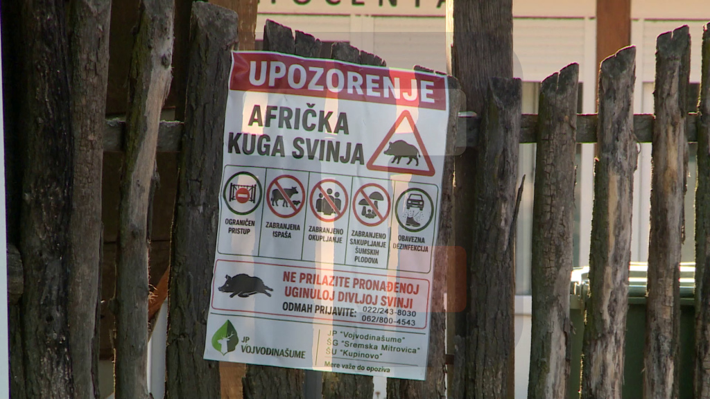 U Srbiji 36.101 svinja uginula zbog afričke kuge, virus zabeležen u sedam opština