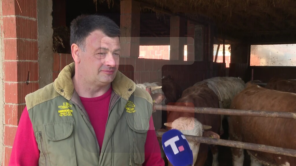Đorđević: Na imanju imamo trenutno 45 grla, od toga je 20 muznih krava, ostalo su bikovi i telad