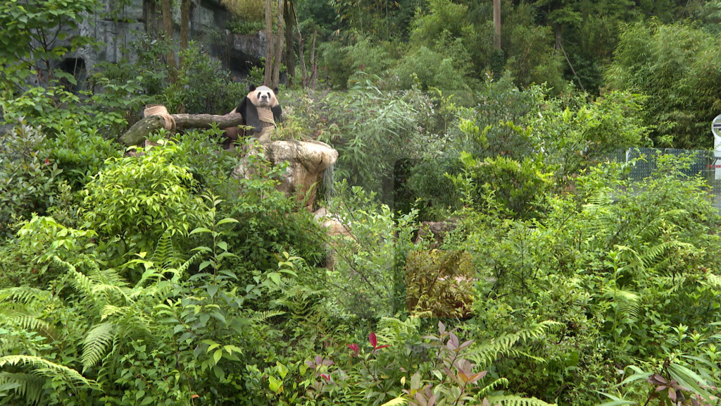 Panda Valley