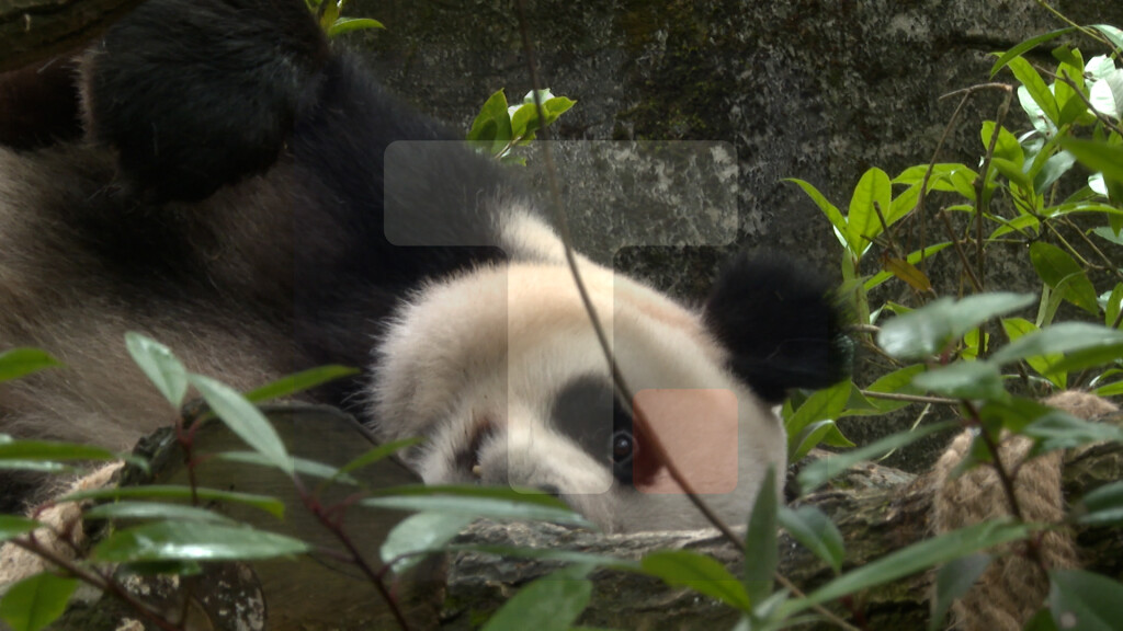 Panda Valley