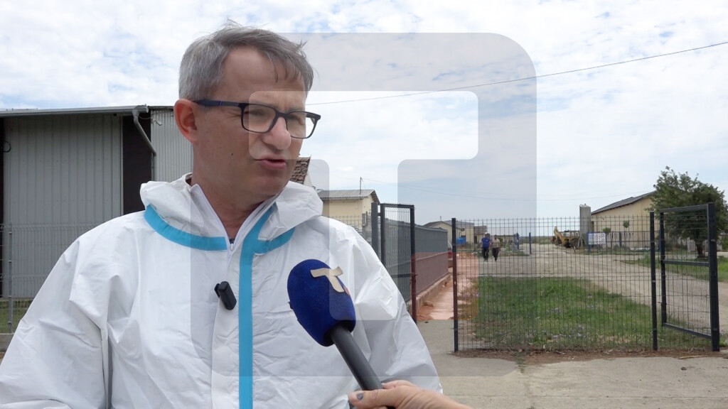 Glamočić: Eutanazija se obavlja bezbolno za svinje i nakon toga se neškodljivo uklanjaju