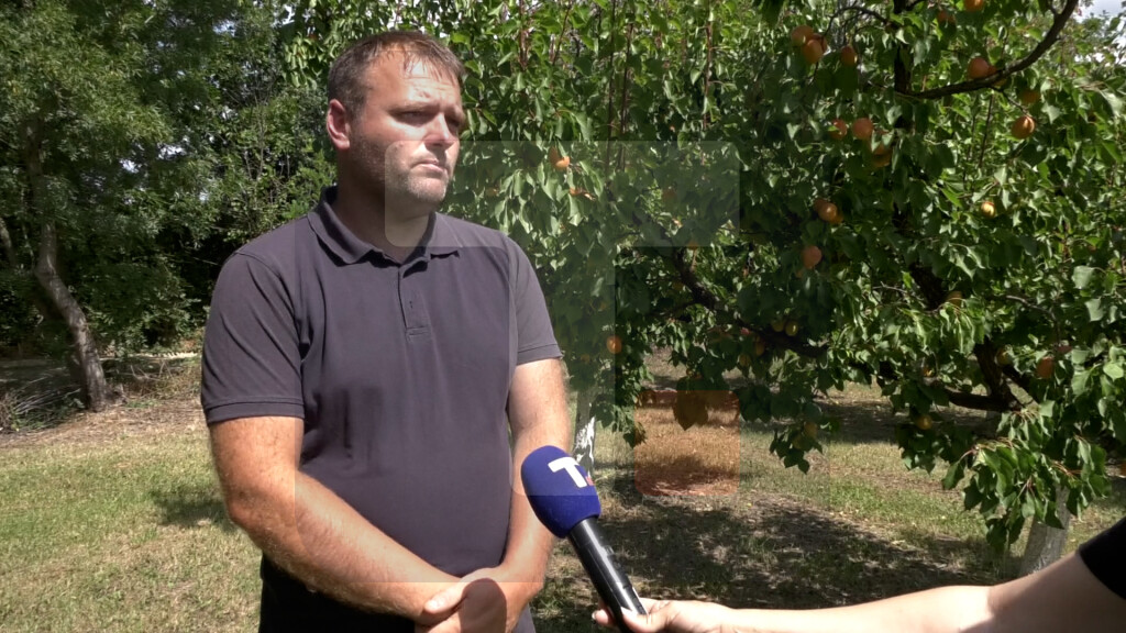Popović: Berba kajsija je u punom jeku