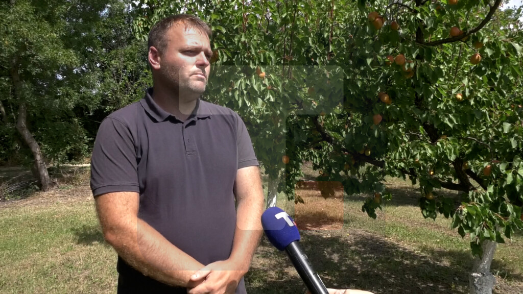 Popović: Prvenstveno plodovi kajsije idu za preradu, a manji deo ide za svežu potrošnju