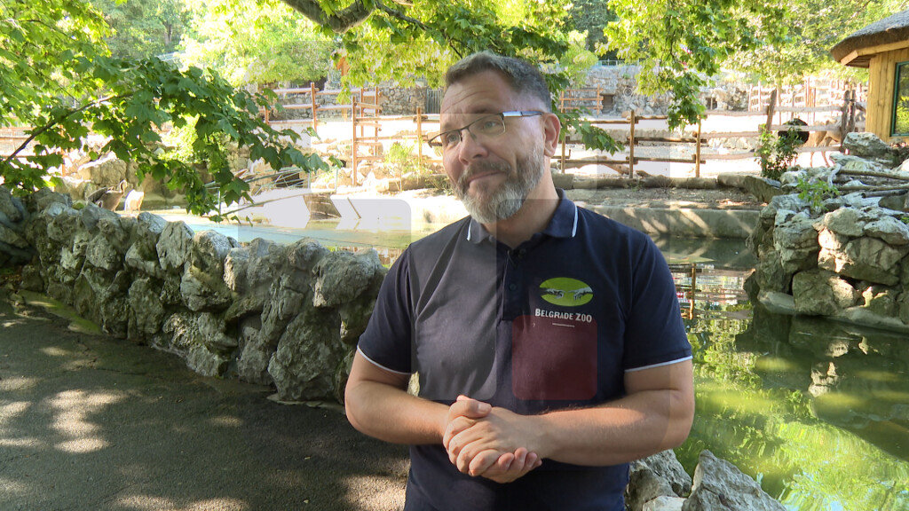 Ovari: Pelikani su kao ljudi