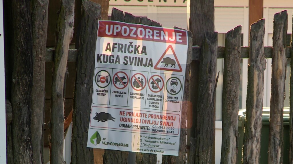 U Srbiji 36.101 svinja uginula zbog afričke kuge, virus zabeležen u sedam opština